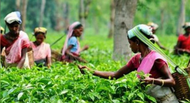 Tea farms fear 40-pct crop loss in 2022 while   rubber wipe-out over fertilizer ban