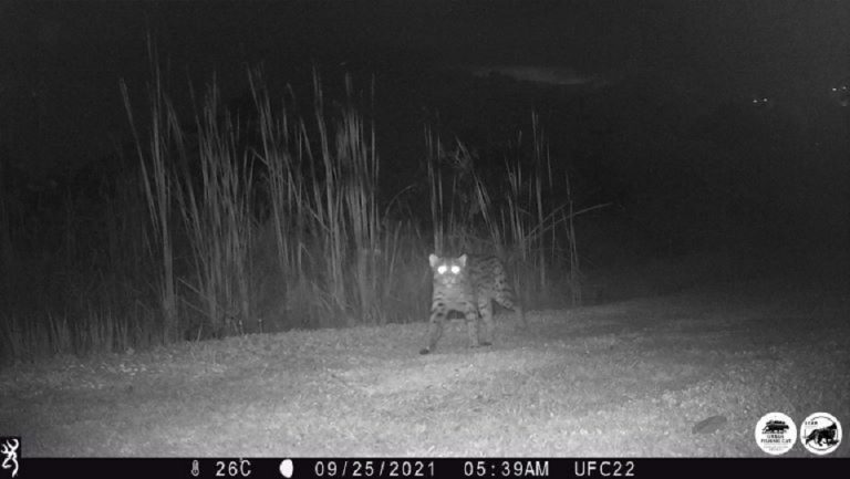 In Sri Lanka, a wild cat thrives in the unlikely urban jungle of Colombo