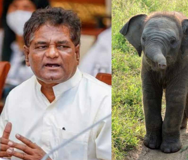 A baby elephant born at the Pinnawala Elephant Orphanage to be named after Minister of State for Wildlife
