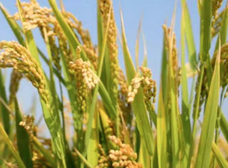 Yala season paddy harvest is at risk due to the power crisis