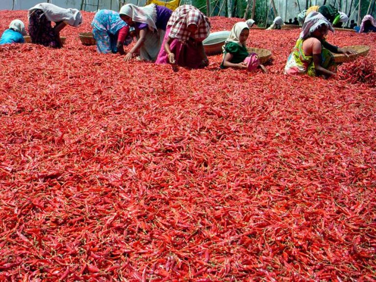 Chilli exporters in a bind over delay in dues from Sri Lanka: TOI Report