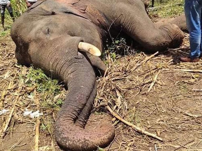 Elephant deaths reported on a daily basis in 2021
