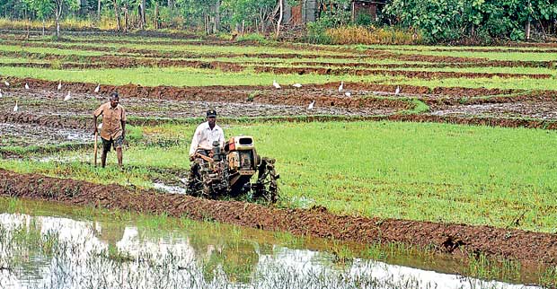 UN hails Sri Lanka’s Green Agriculture drive  despite public misery UN hails Sri Lanka’s Green Agriculture drive  despite public misery