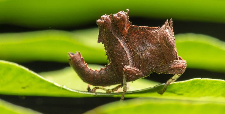 Three Russian scientists fined for collecting rare insects in Sri Lanka