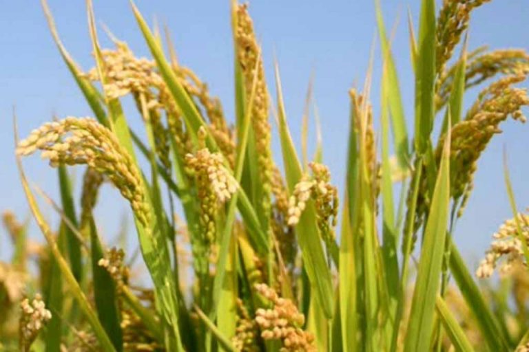 Paddy harvest in Kurunegala dropped by 40 – 50 per cent, SJB MP claims
