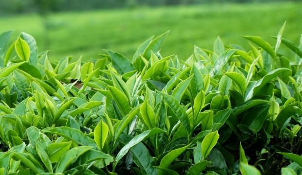 Sri Lanka’s tea industry down with lowest yield in 13 years