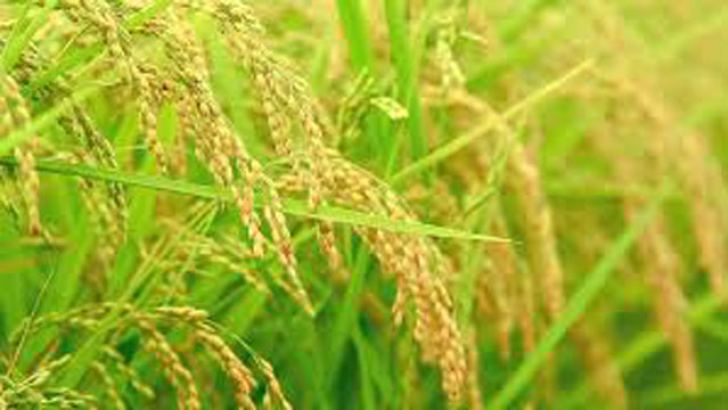 Government  begins paddy purchasing reversing  green farming plan  