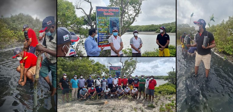 “Biodiversity Sri Lanka” continues to lead in restoration of mangroves
