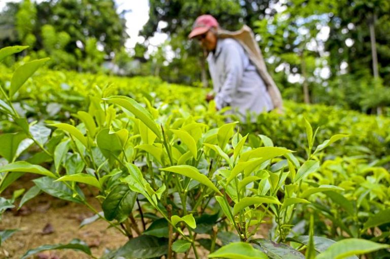 SL Government fiddled while tea industry burning
