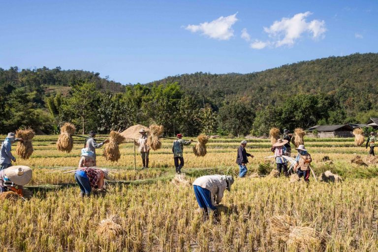 PMB predicts high maha season yields better than projected