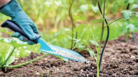  SL’s next generation agriculture begins with introducing 5 kg sachet packets of urea 
