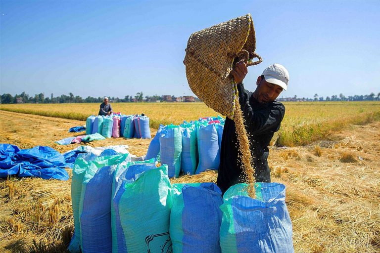 Paddy Marketing Board purchases 31,600 metric tonnes of paddy
