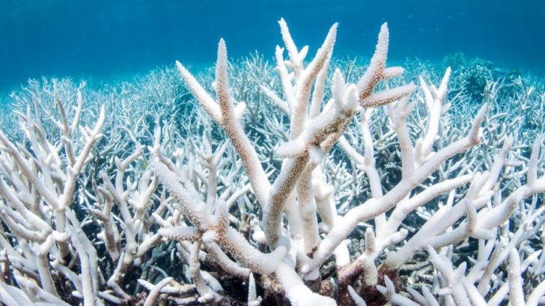 Great Barrier Reef: Australia confirms new mass bleaching event