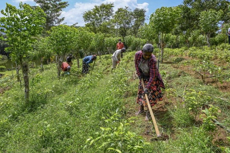 In Sri Lanka, Organic Farming Went Catastrophically Wrong