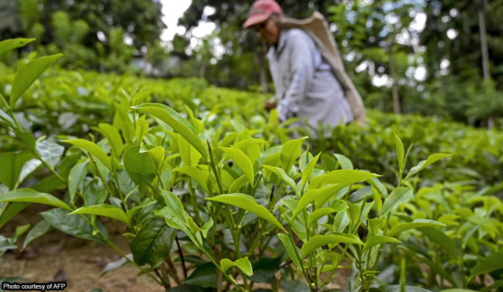 Sri Lanka to pay compensation for failed organic farm drive