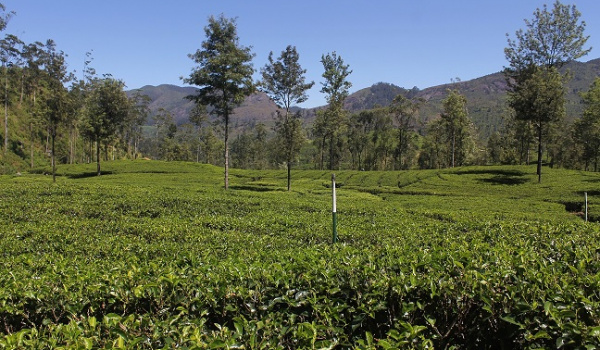 Agroforestry on SL tea and coconut plantations promoted with Netherlands aid
