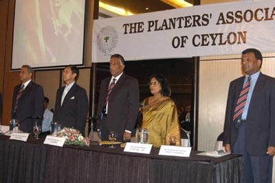 Government pushes commercial plantations into ruin