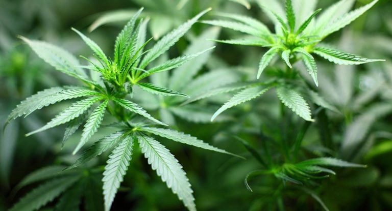 Project to grow raw industrial cannabis in Sri Lanka gets underway 