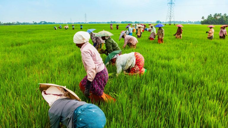Agriculture Department Issues Alert on Pest Threats to Paddy Fields