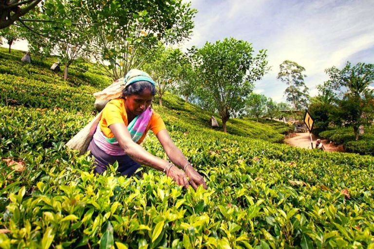 Sri Lanka Tea crop drops to 13-year low of 63 million kg