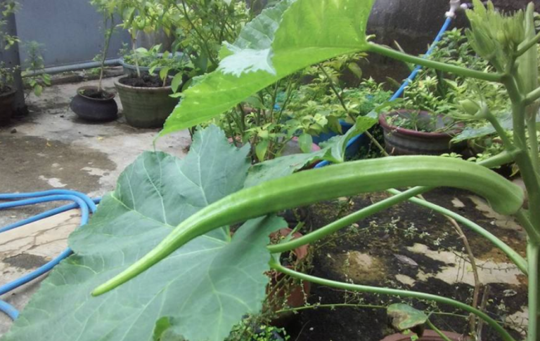 A program of cultivating the required food in own home gardens should be implemented – Department of Agriculture