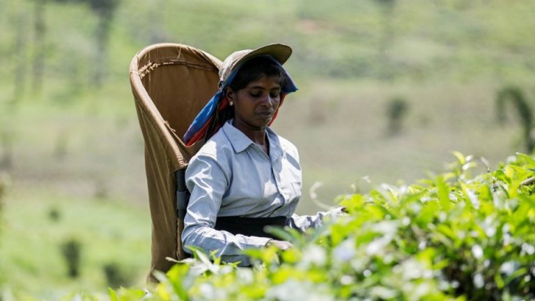 If the Tea Auction is done in USD instead of LKR, SL can pay for fuel from that income?