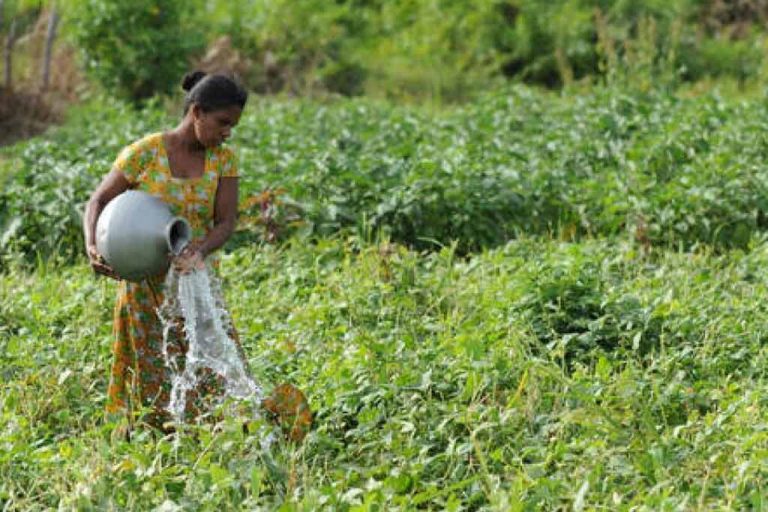 Food crisis: Decision to cultivate on unused lands