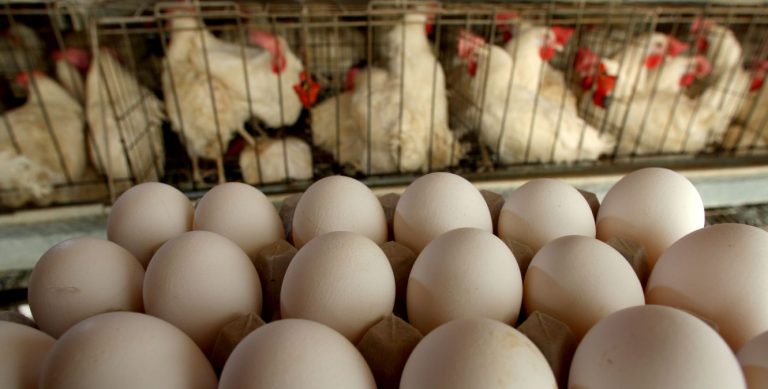 Sri Lanka’s poultry production about to crash due to high feed costs