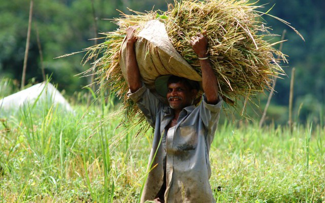 Sri Lanka falls from 1st  place to 11 in Asia food security index