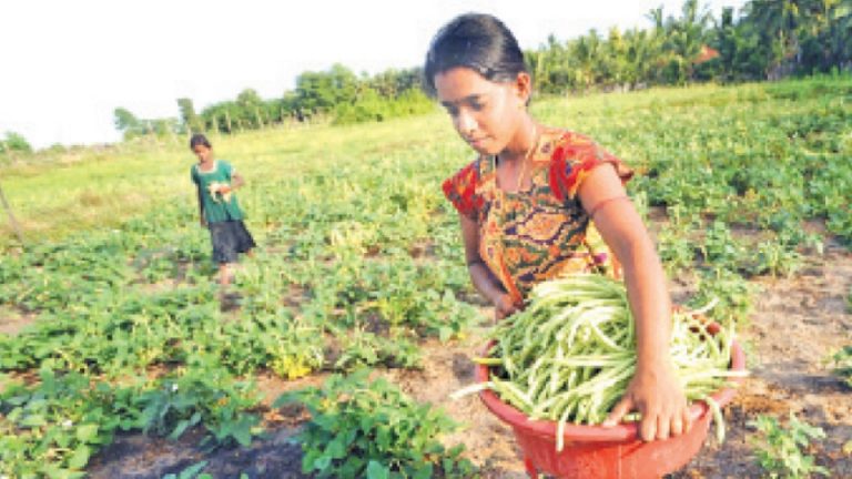 State Universities introduce a Strategy to resurrect agri-food sector