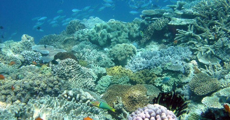 Healthy planet needs ‘ocean action’ from Asian and Pacific countries