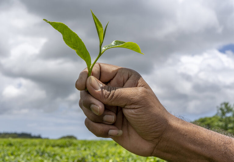 S L’s tea output down 22.7-pct in June 2022 with production in jeopardy