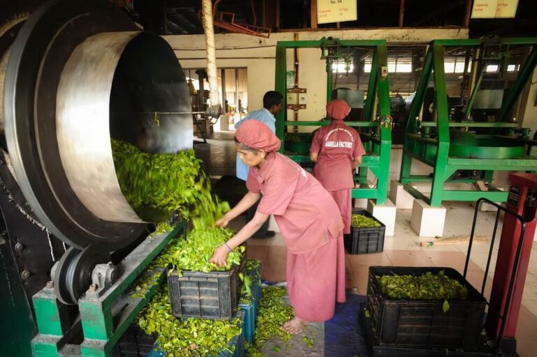 Sri Lanka tea factories face a threat of closure in fuel crisis