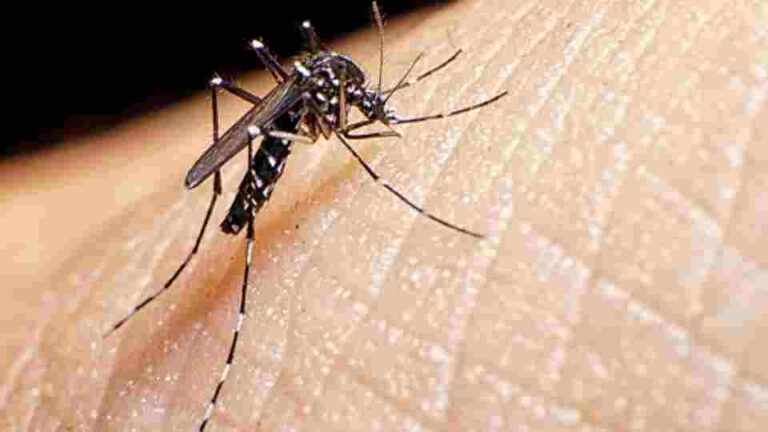Wolbachia-Infected Mosquitoes to Combat Dengue in Colombo