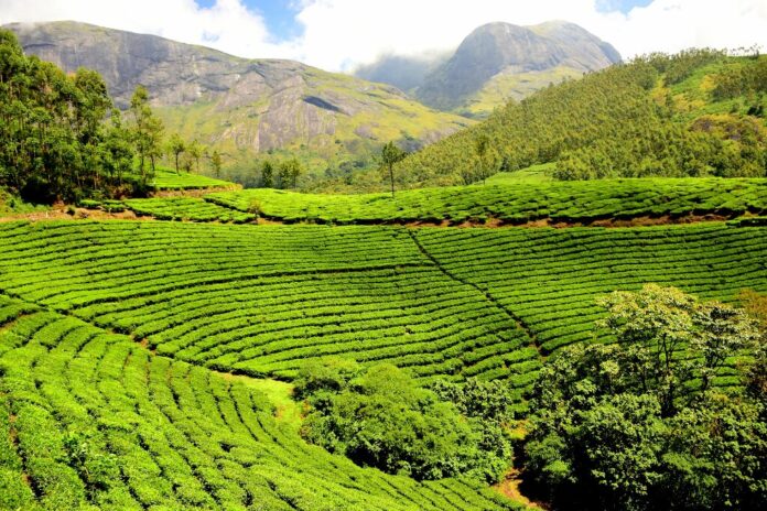 tea-plantation-1751369_1920-1