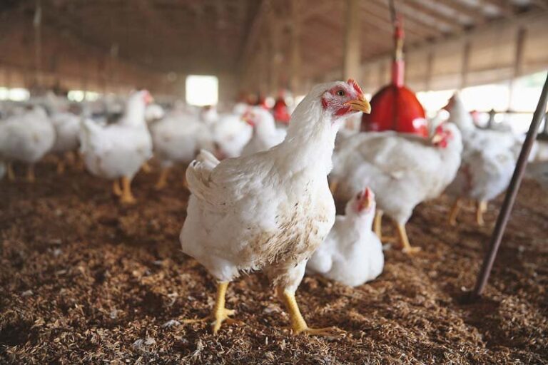 Poultry industry urges Govt. to promote exports