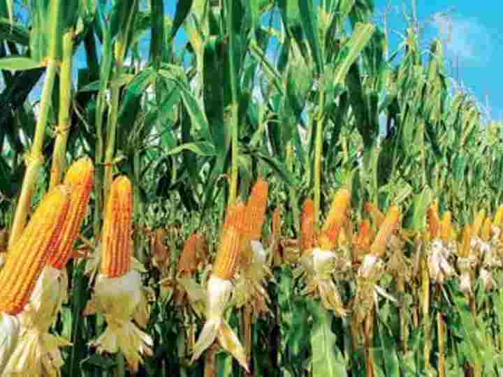 Corn farmers asked to register online for chemical fertiliser