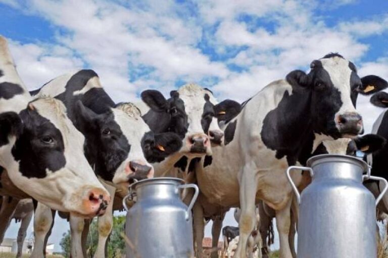 Govt. to enhance local dairy production to overcome shortages
