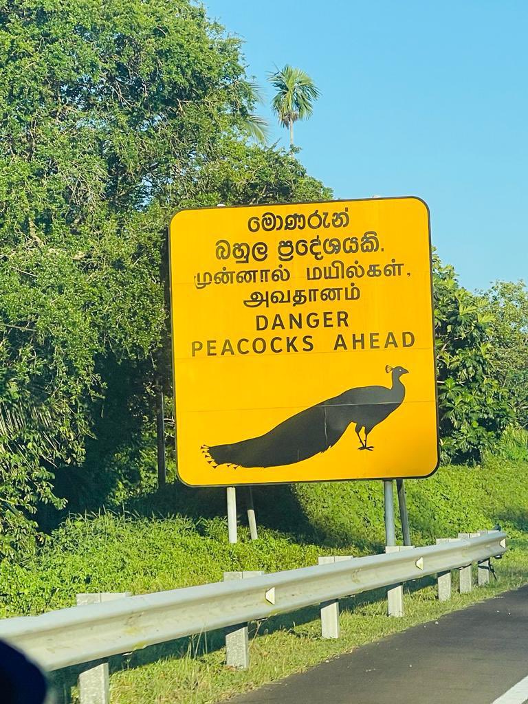 US Ambassador fascinated by ‘dangerous peacocks’ in Sri Lanka