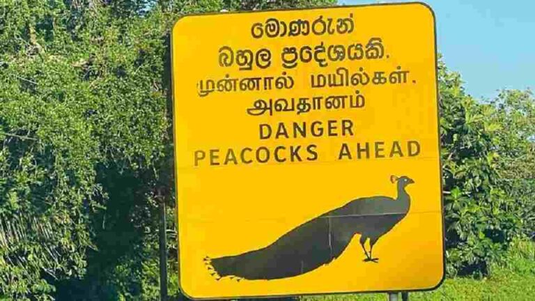 US Ambassador fascinated by ‘dangerous peacocks’ in Sri Lanka