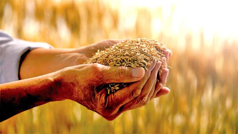 WFP says three in 10 Sri Lankans are food insecure