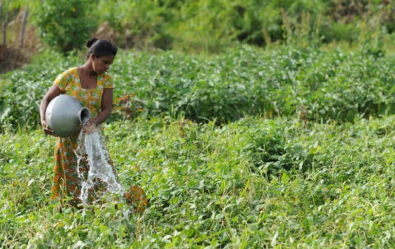 Sri Lanka agriculture revival initiative to improve farmer productivity.