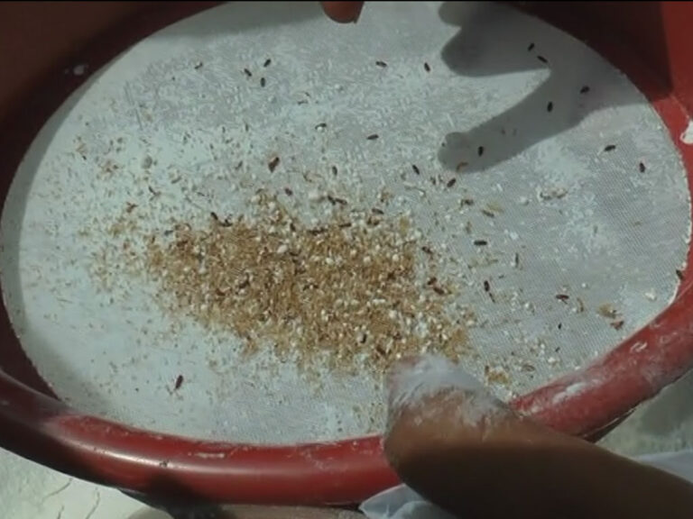 Consumer rights activists make shocking revelation about imported flour! (VIDEO)