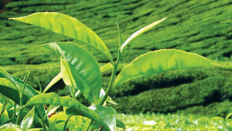 Sri Lanka’s medium grown tea prices fall in September