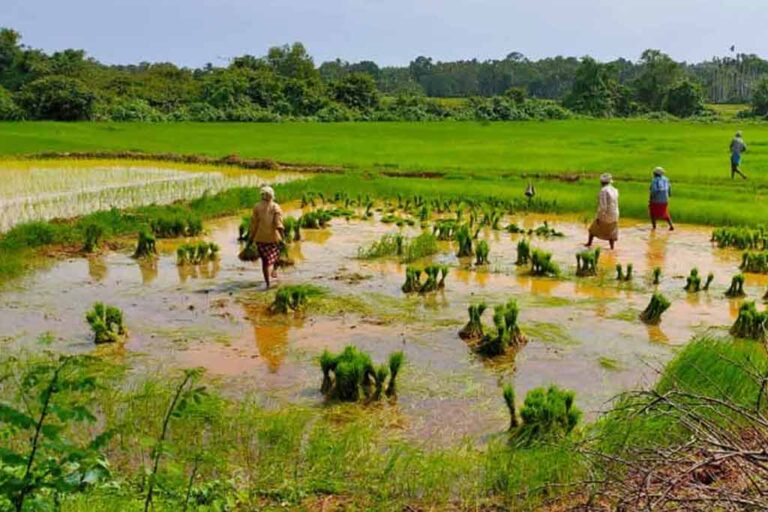 USAID agrees to donate 36k MT of TSP: Agriculture Ministry