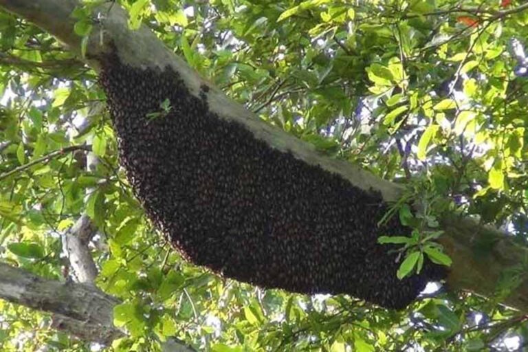 42 school students hospitalised due to wasp attack!