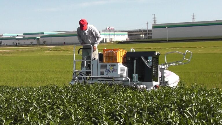 Sri Lanka starts mechanization of tea plucking to tackle labour shortage