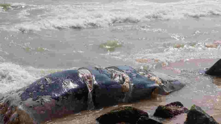 Shipping lane change could be sea change for Sri Lanka’s blue whales