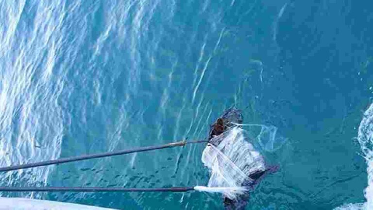 Navy takes hold of smuggled stock of Kendu leaves in Kalpitiya