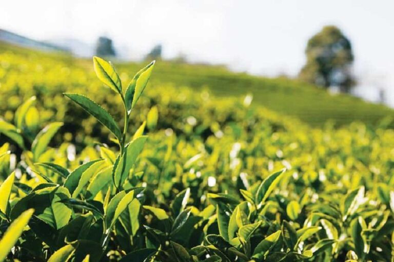 SL tea exporters defend them over allegations of stashing dollar earnings
